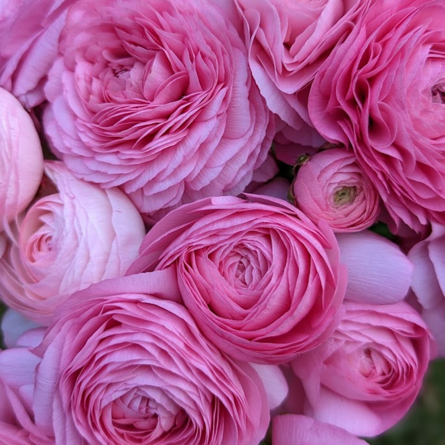 Barby - Specialty Ranunculus