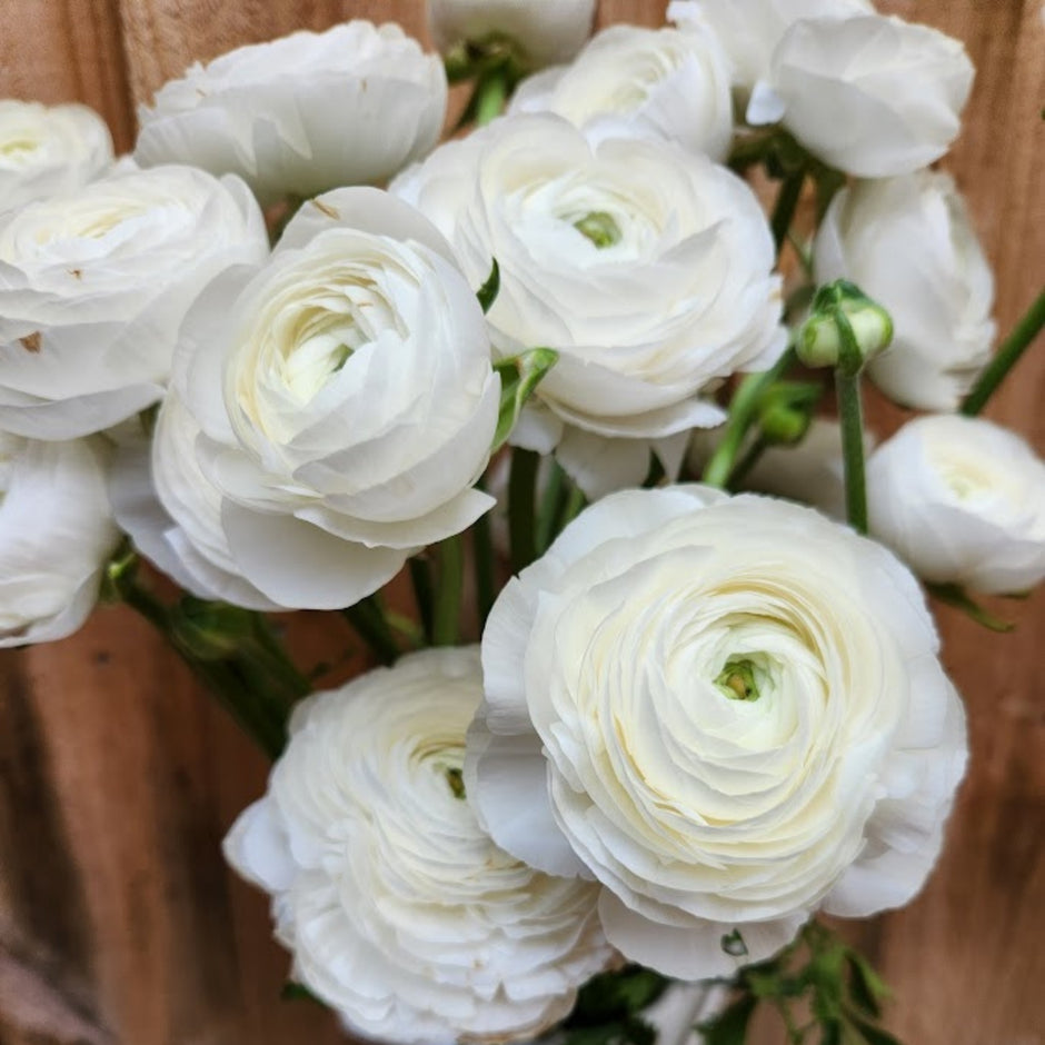 Premium Ranunculus Specialty Ranunculus – Field & Foliage
