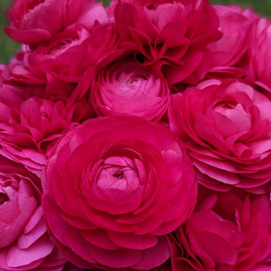 Bonbon - Specialty Ranunculus