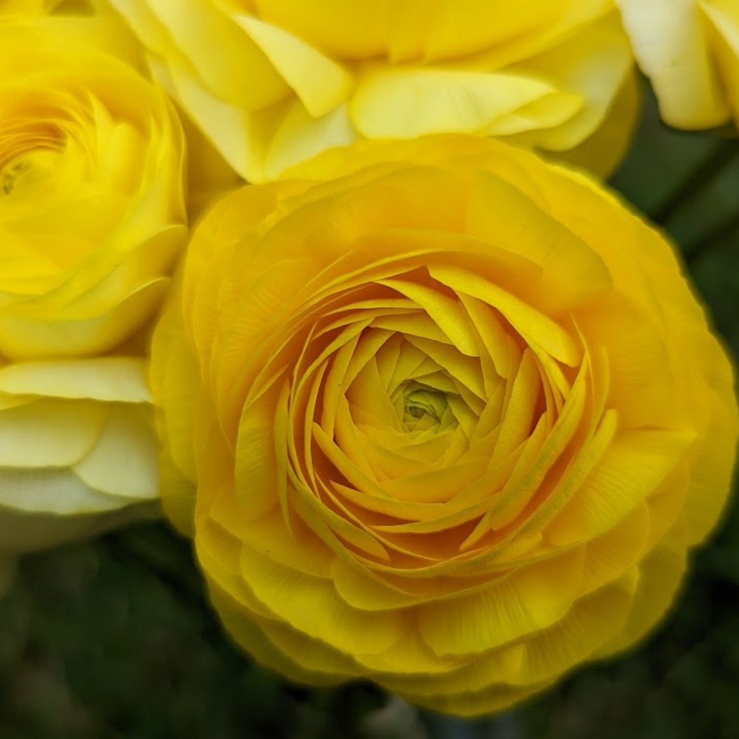 Giallo - Specialty Ranunculus