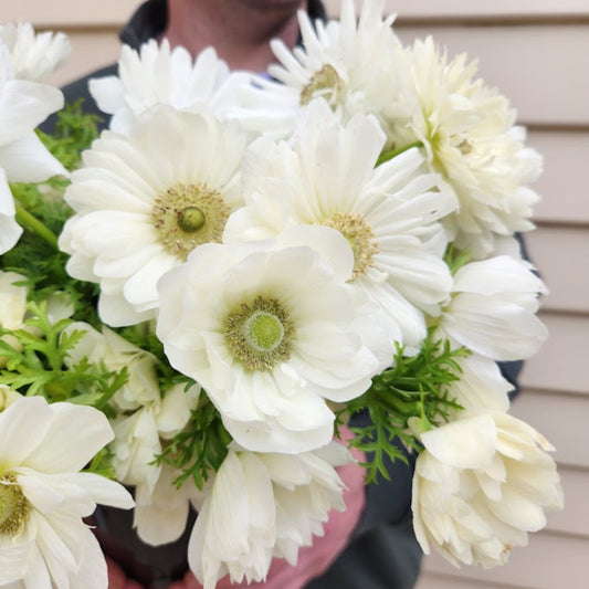 Bianco - Levante Anemone