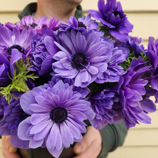 Blu - Levante Anemone