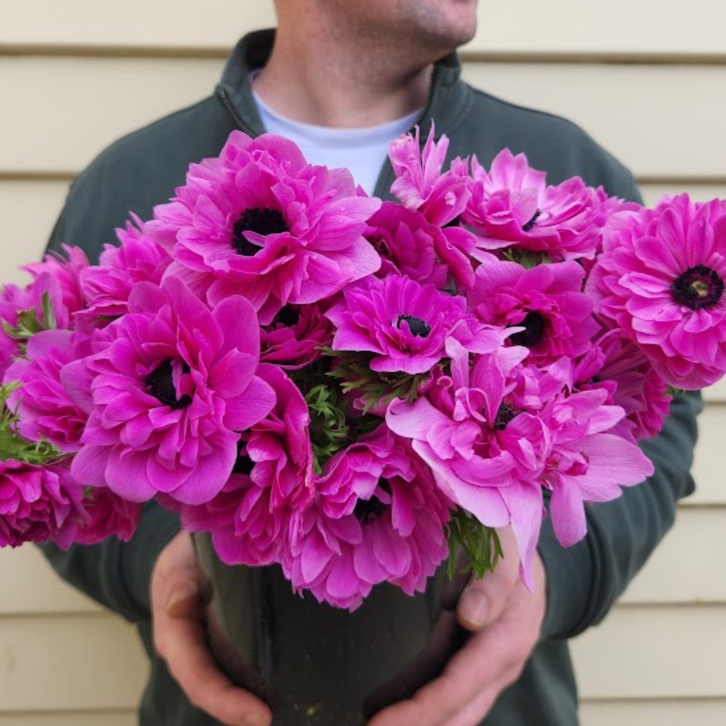 Fuchsia - Levante Anemone