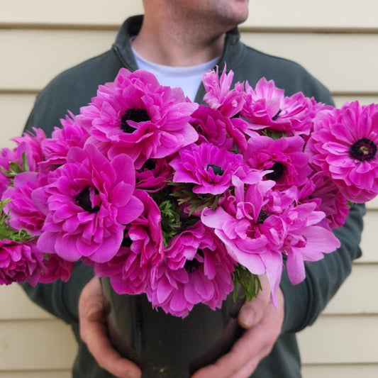 Fuchsia - Levante Anemone