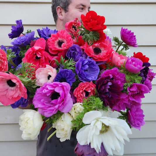 Mixed - Levante Anemone