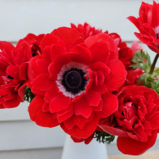 Rosso - Levante Anemone