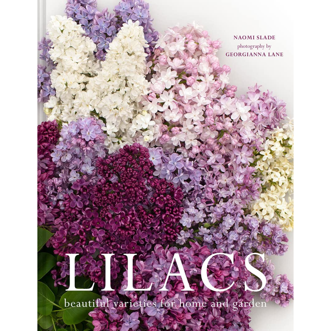 Lilacs: Beautiful Varieties for Home and Garden