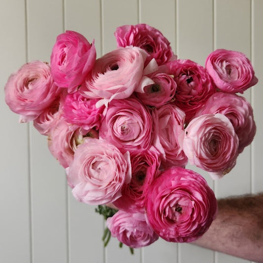 Marshmallow - Specialty Ranunculus