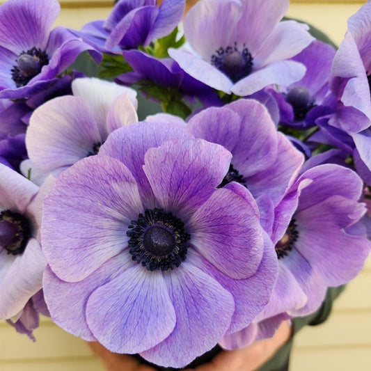 Azzurro - Mistral Anemone