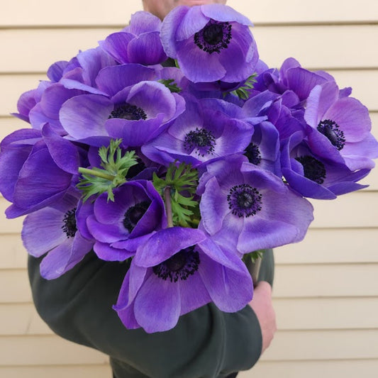 Blu - Mistral Anemone