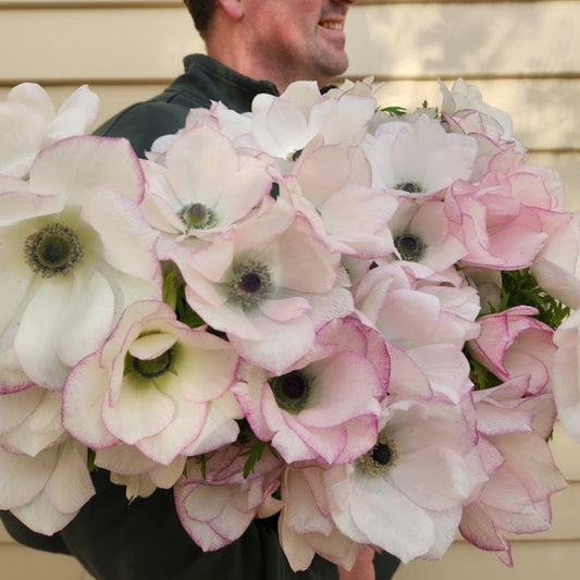 Edge Bianco - Mistral Anemone