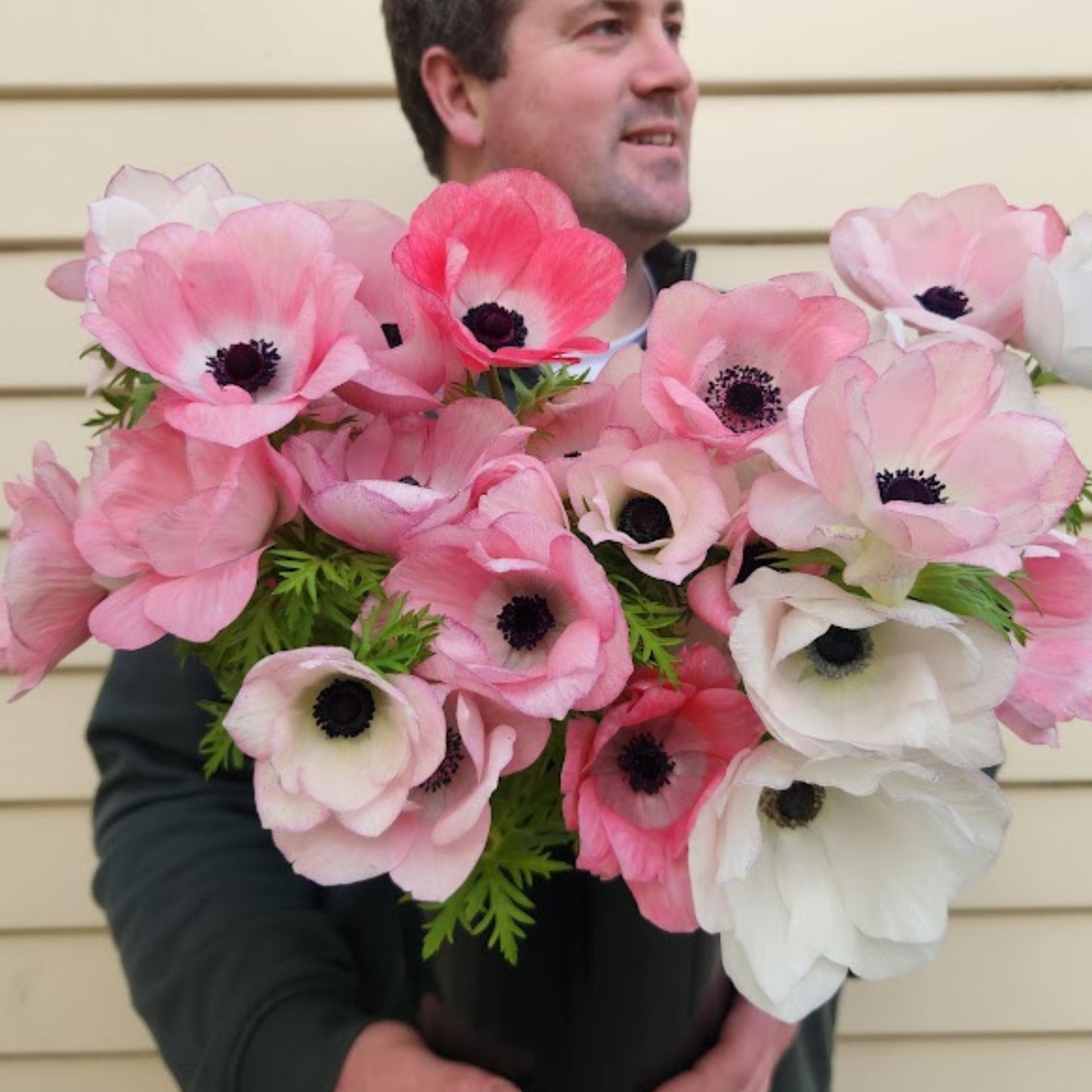 Edge Rosa - Mistral Anemone