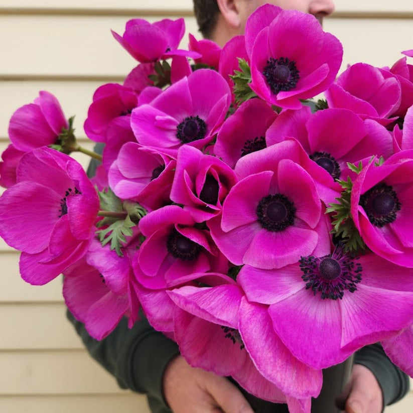 Fuchia Ranunculus Fuchsia - Mistral Anemone – Field & Foliage
