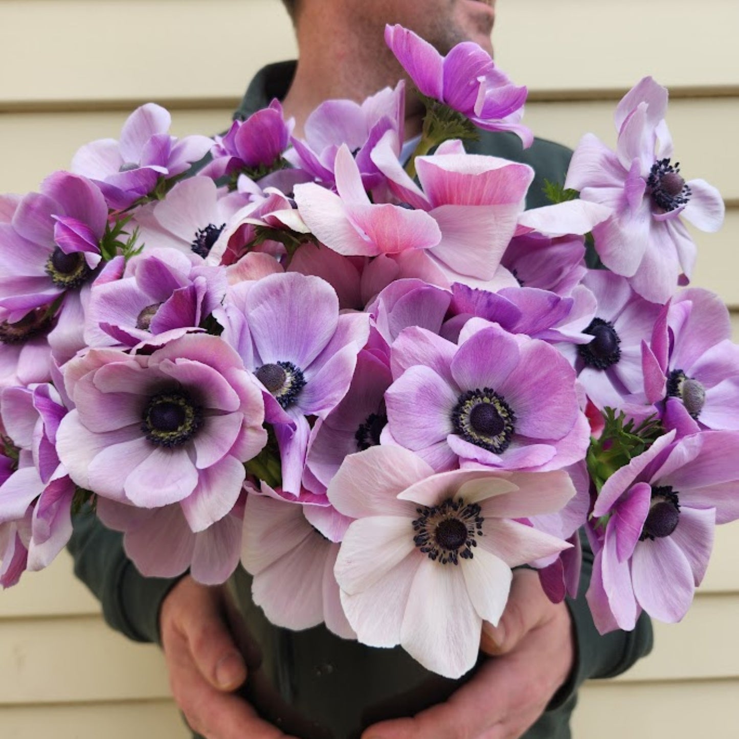 Rarity - Mistral Anemone