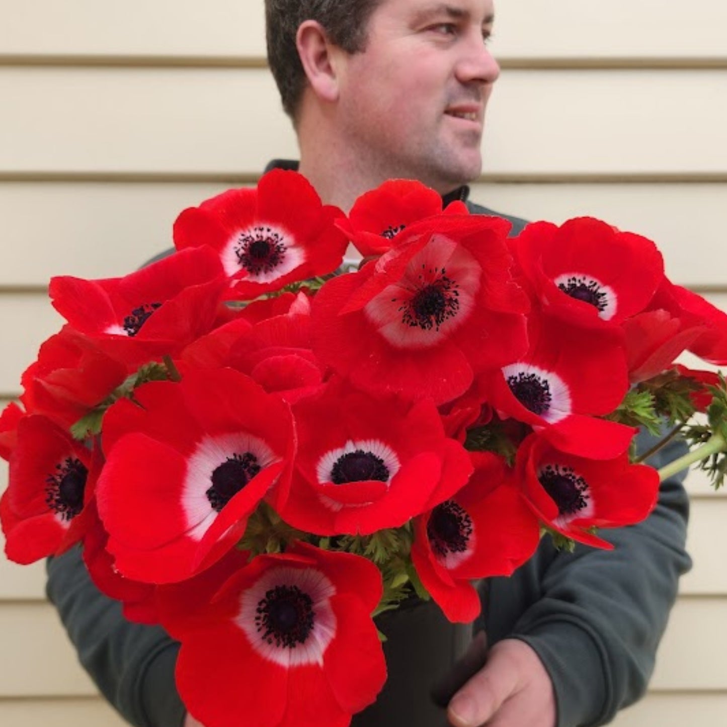 Rosso - Mistral Anemone