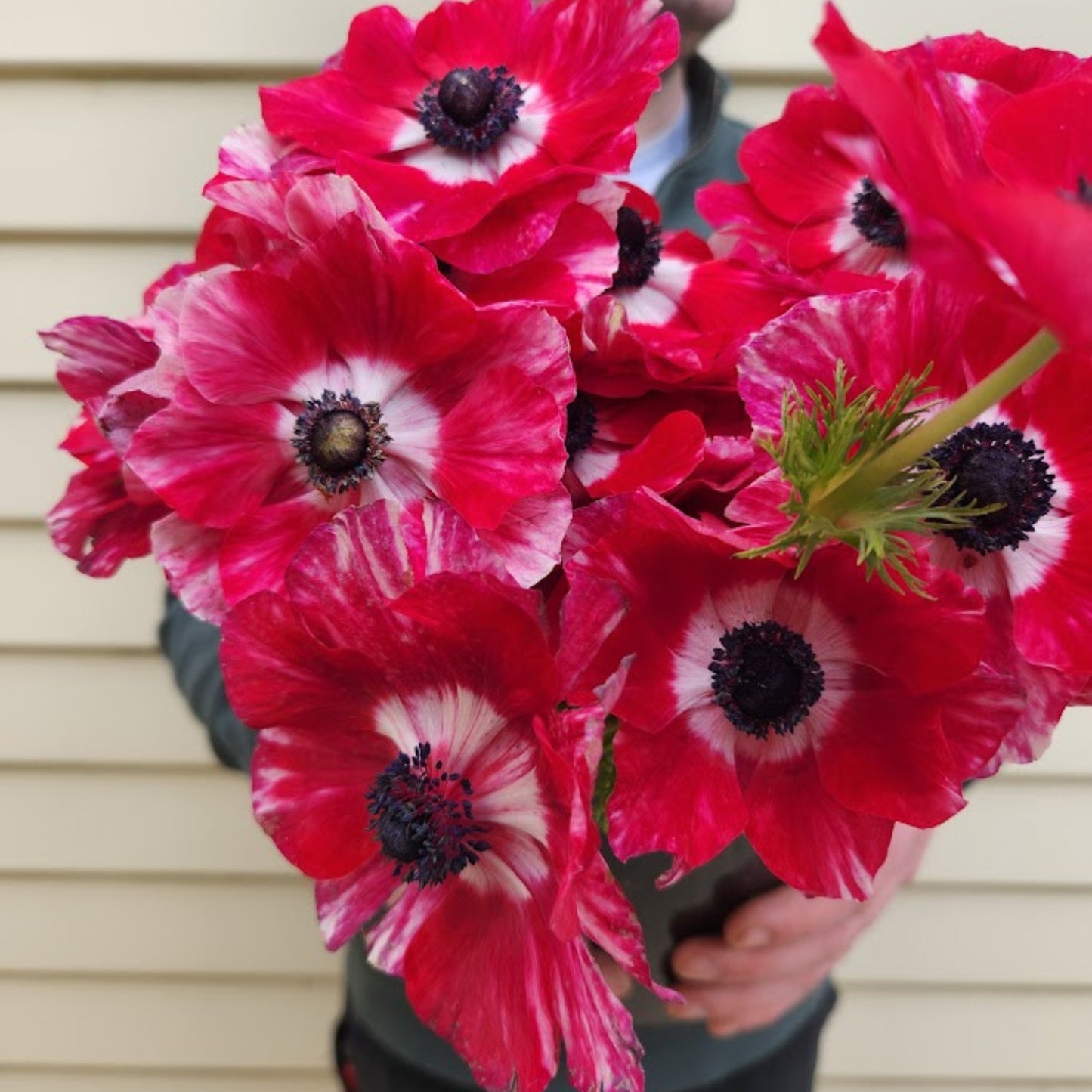 Tigre - Mistral Anemone