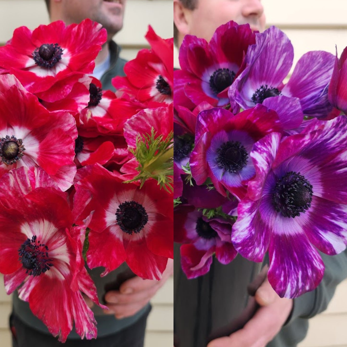 Tigre and Tigre Wine Mixed - Mistral Anemone