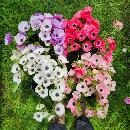 Mixed - Mistral Anemones