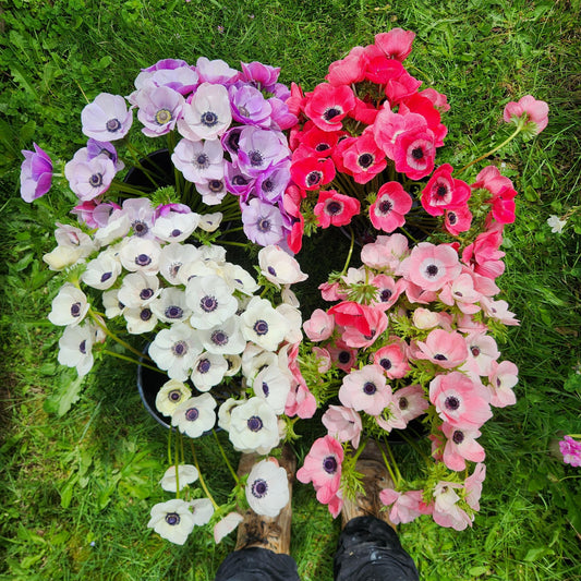 Mixed - Mistral Anemones