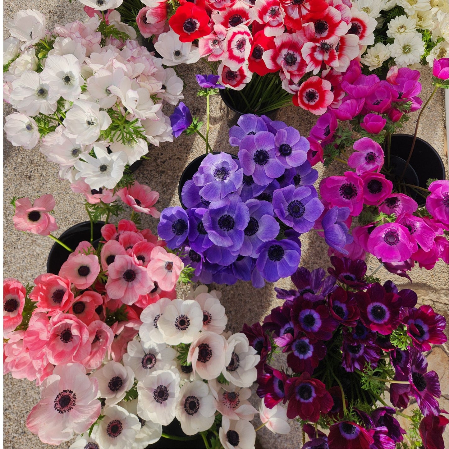 Mixed - Mistral Anemones