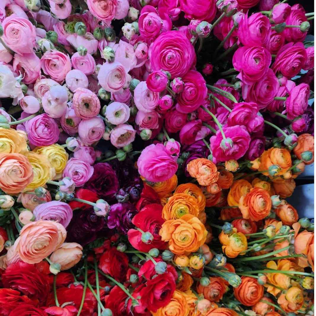 Specialty Ranunculus – Field & Foliage