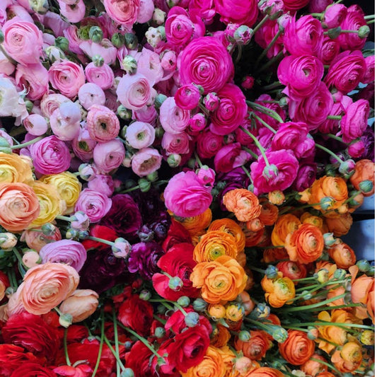 Mixed - Specialty Ranunculus