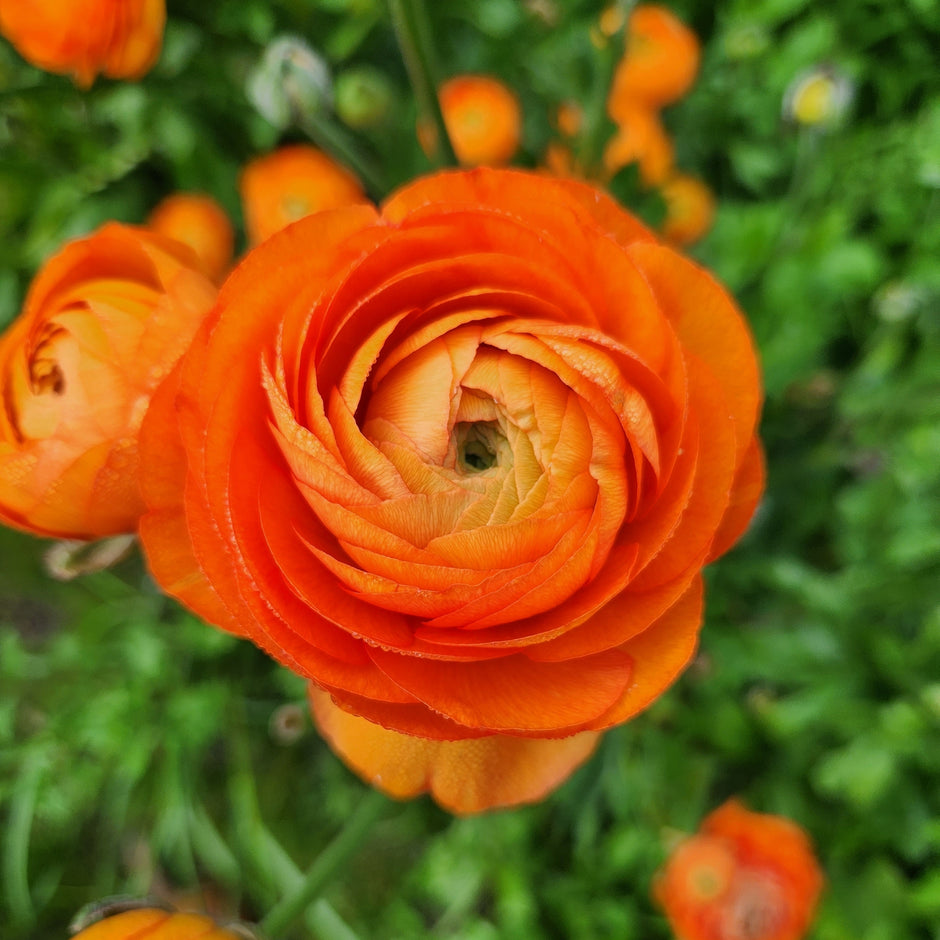 Specialty Ranunculus – Field & Foliage