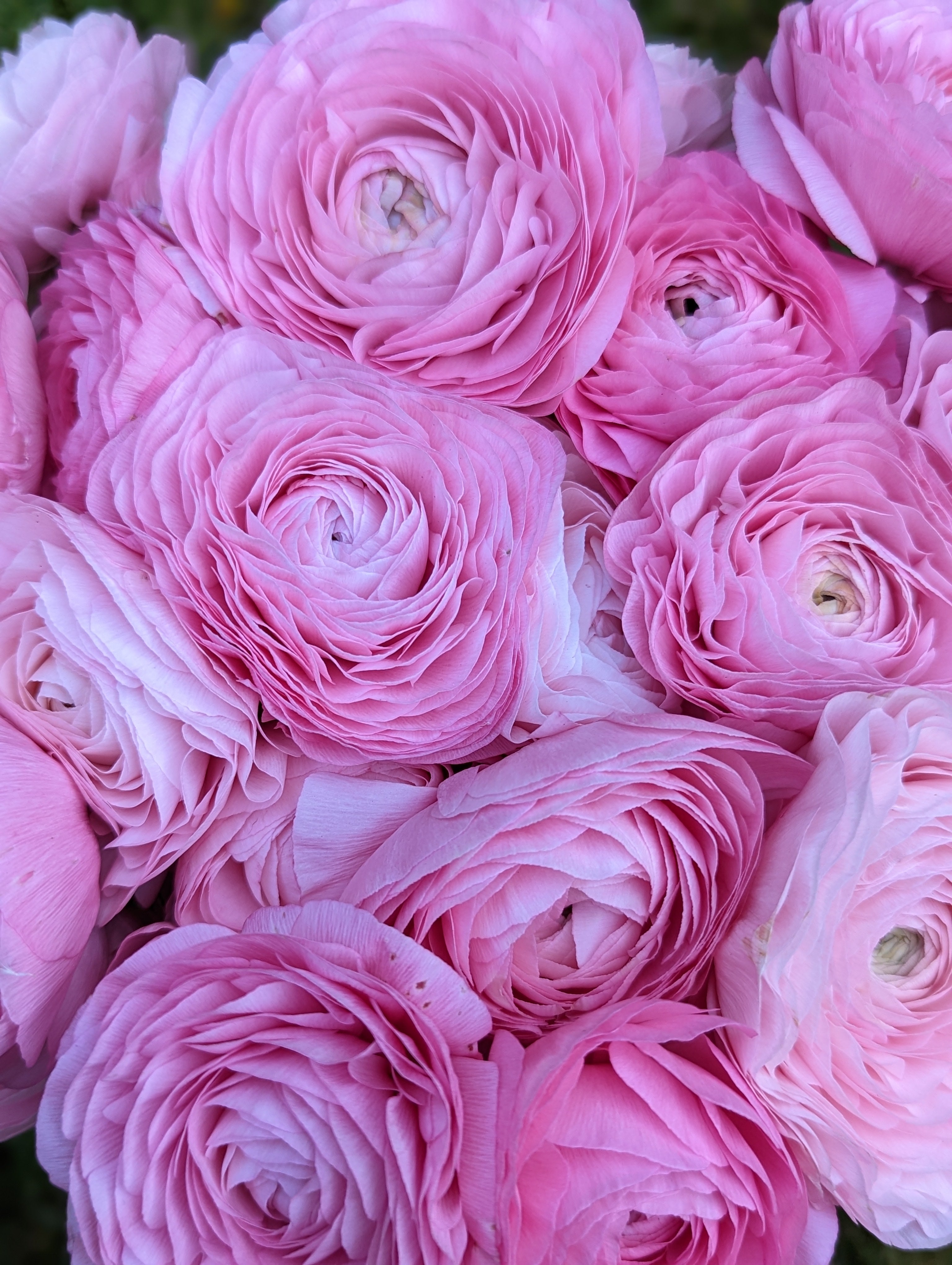 Italian Ranunculus Milka Italian Ranunculus – Field & Foliage