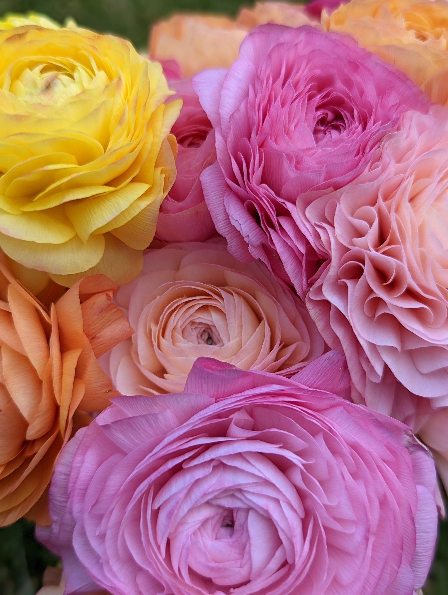 Italian Ranunculus Pastel Mix