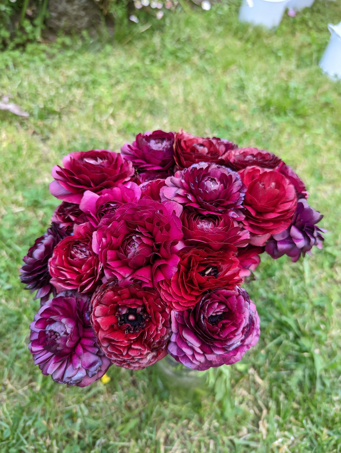 Italian Ranunculus Plum