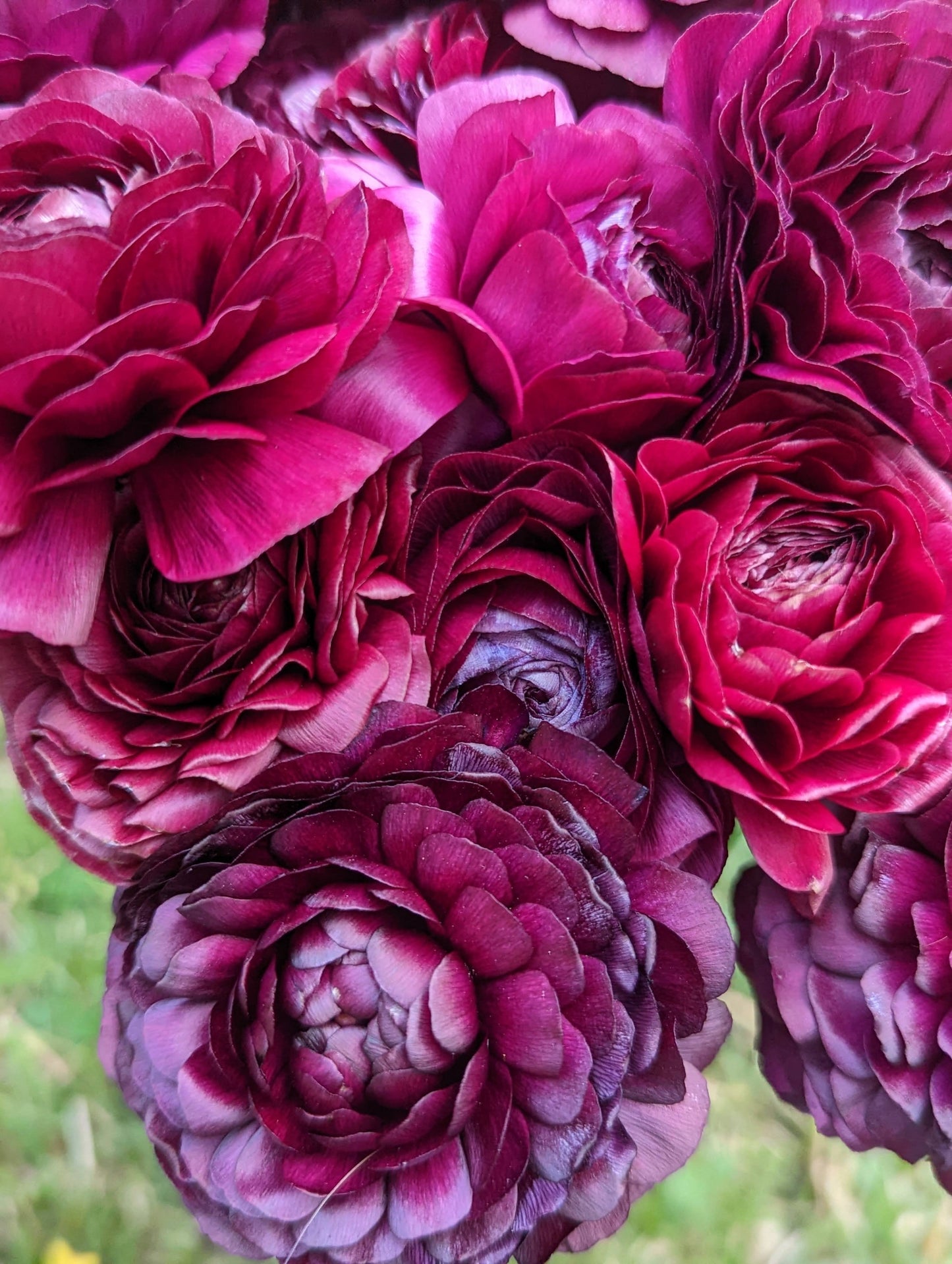 Italian Ranunculus Plum