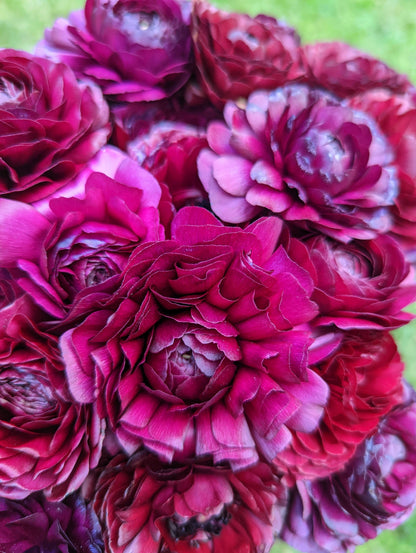 Italian Ranunculus Plum