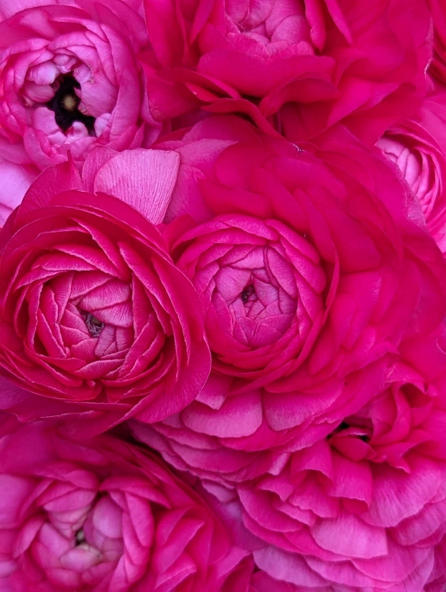 Italian Ranunculus Bon Bon