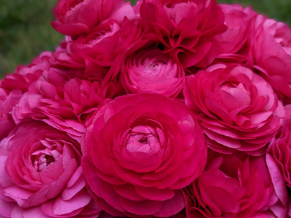 Italian Ranunculus Bon Bon