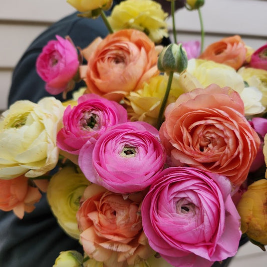 Pastel Mix - Specialty Ranunculus