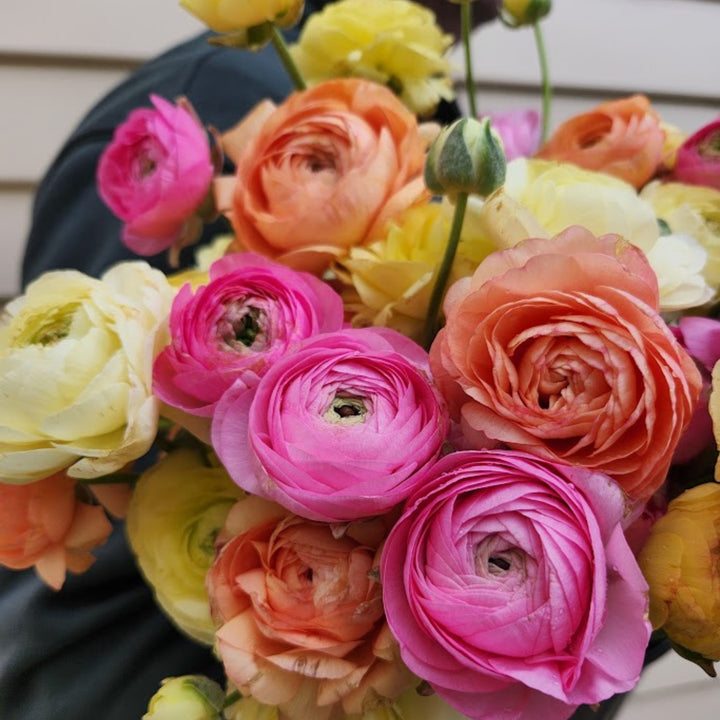 Specialty Ranunculus – Field & Foliage