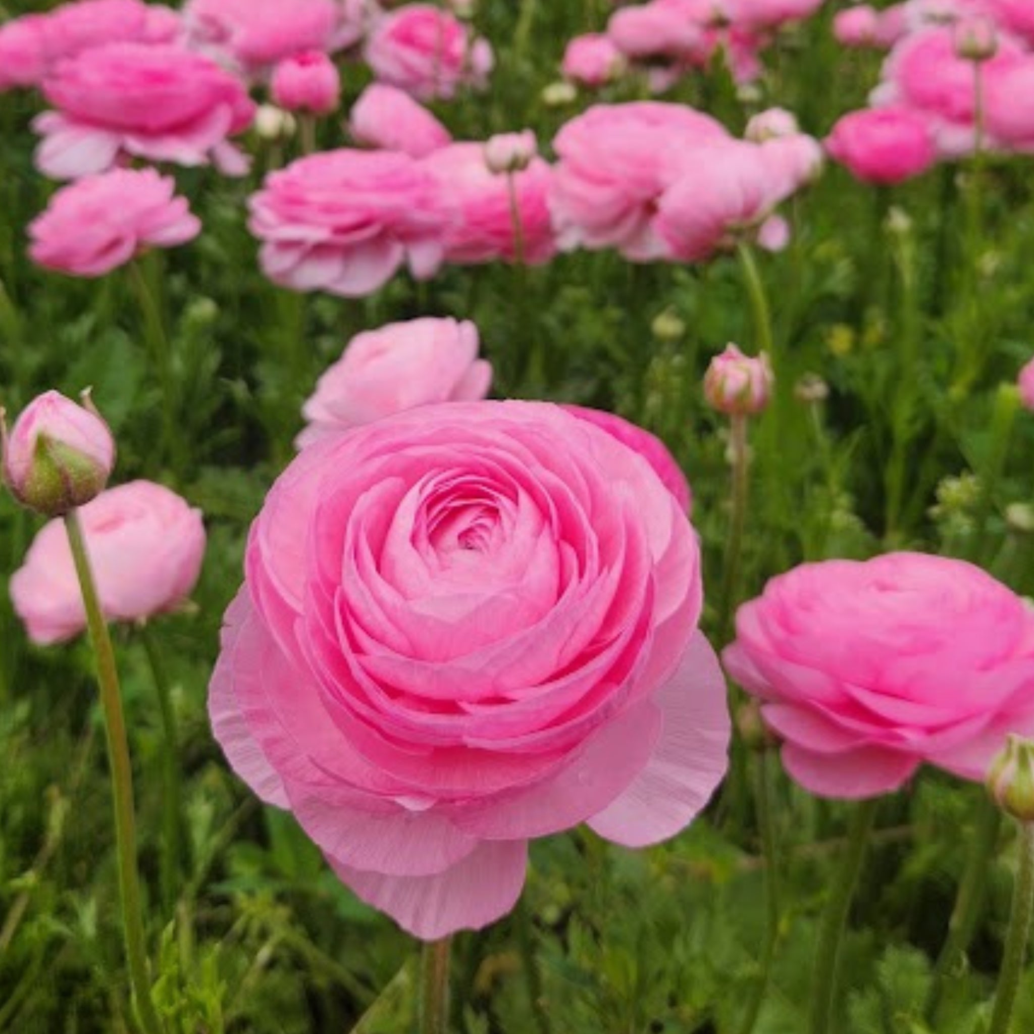 Pink Ranunculus Field Pink - Specialty Ranunculus – Field & Foliage