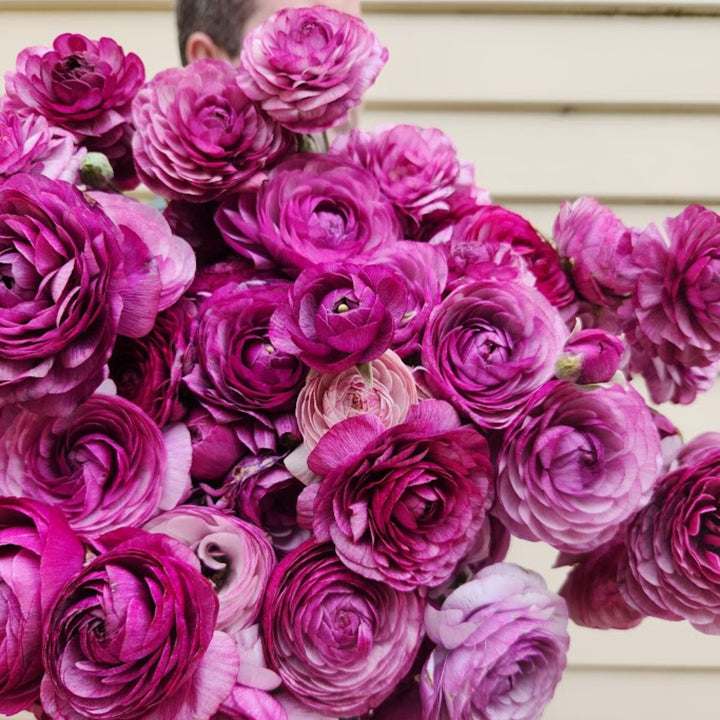 Mini Purple Ranunculus Specialty Ranunculus – Field & Foliage