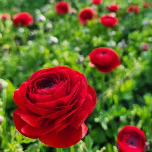 Rosso - Specialty Ranunculus