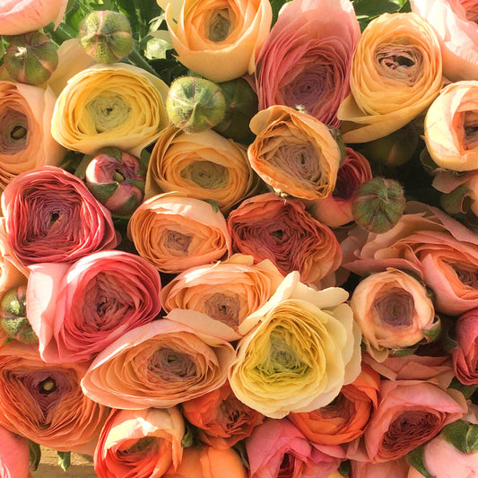 Soft Pastels - Specialty Ranunculus