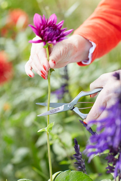 Sophie Conran - Precision Secateurs (Gift Boxed)