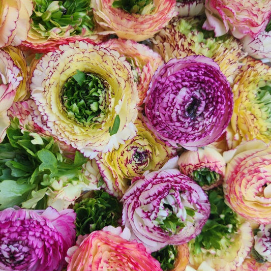 Tiger - Specialty Ranunculus