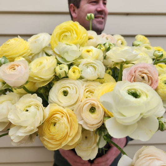 Wedding Pastels - Specialty Ranunculus