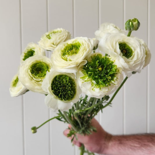 White Festival - Specialty Ranunculus
