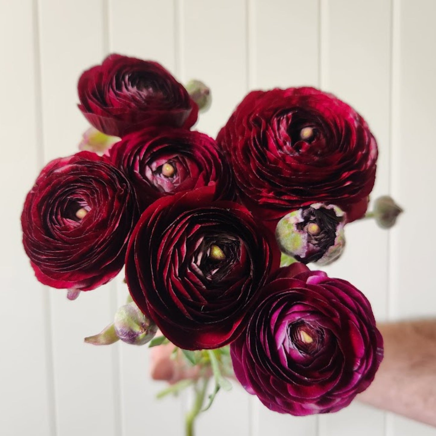 Wine - Specialty Ranunculus